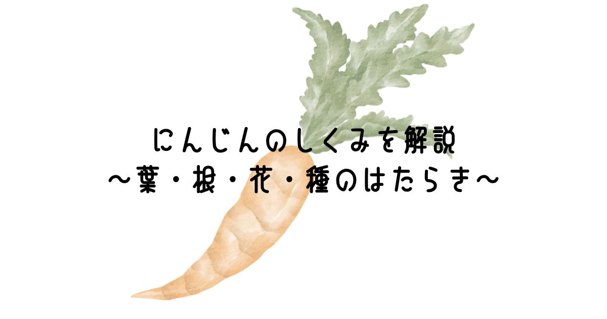 にんじんのしくみを解説~葉・根・花・種のはたらき~