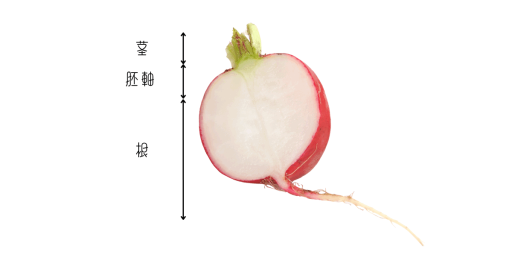 ラディッシュの茎・胚軸・根