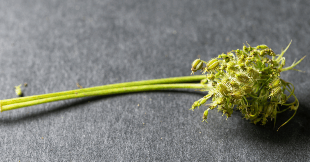 全体が丸くすぼまるニンジンの花序とニンジンの果実