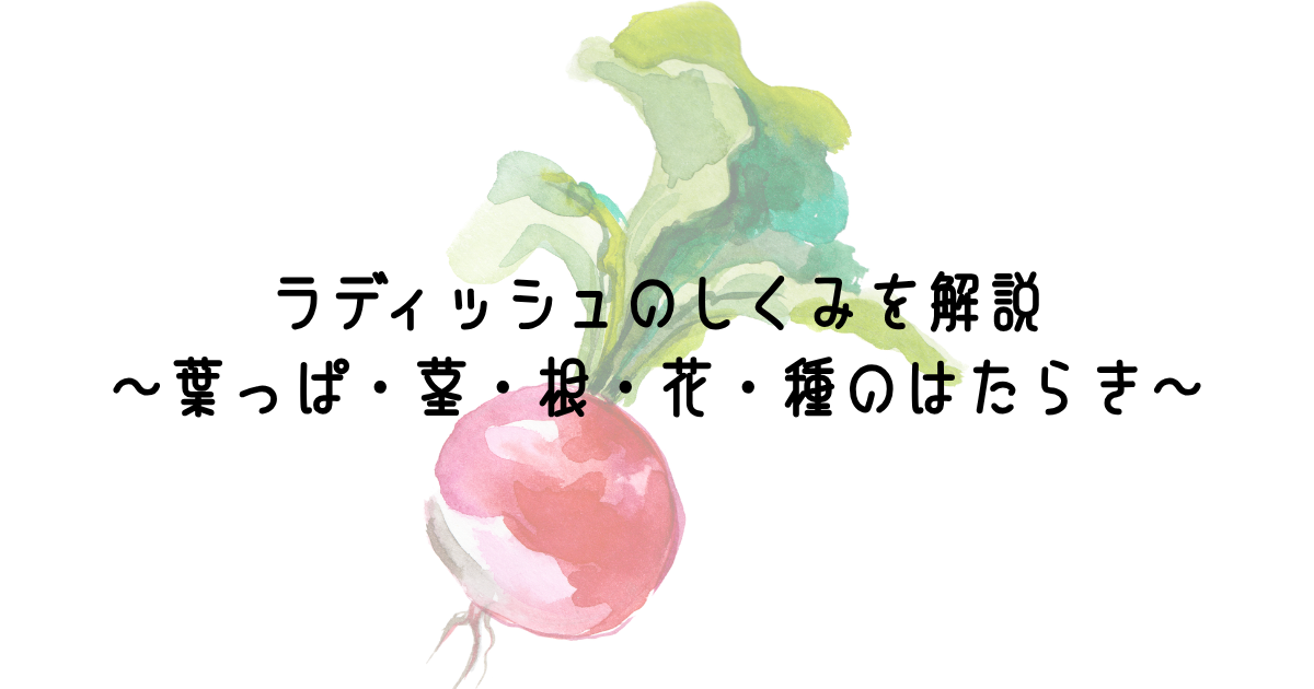 ラディッシュのしくみを解説～葉っぱ・茎・根・花・種のはたらき～