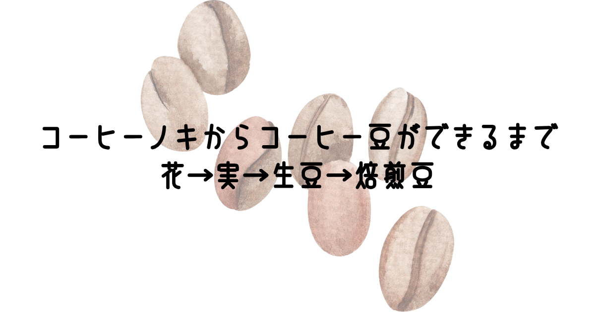 コーヒーノキからコーヒー豆ができるまで 花→実→生豆→焙煎豆