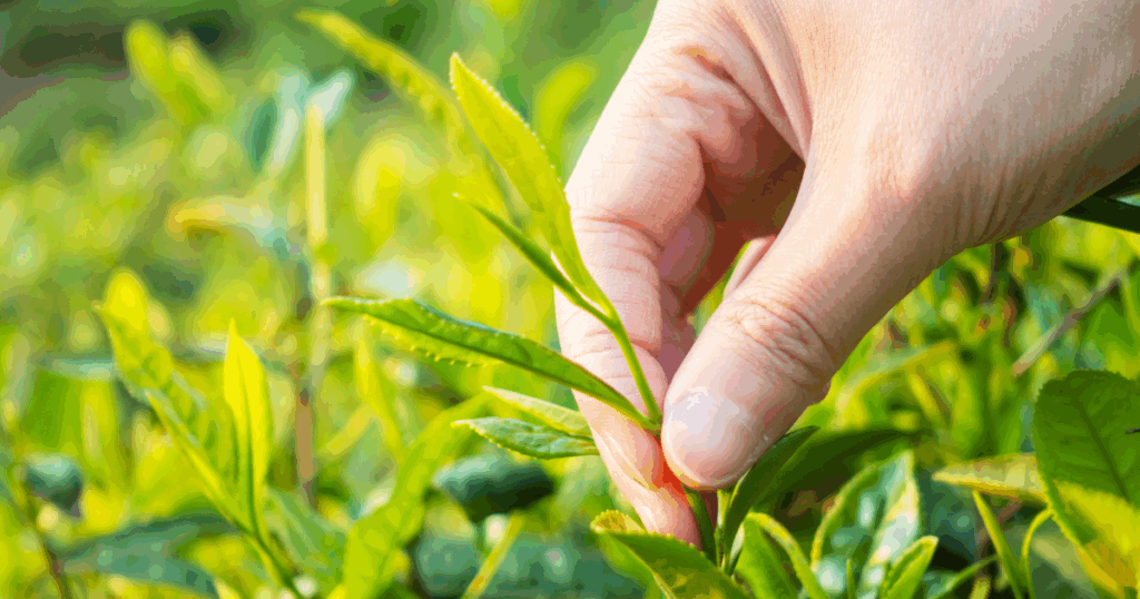 一芯二葉でのお茶摘み
