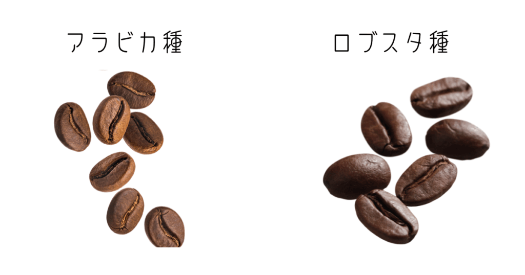 アラビカ種とロブスタ種のコーヒー豆の違い