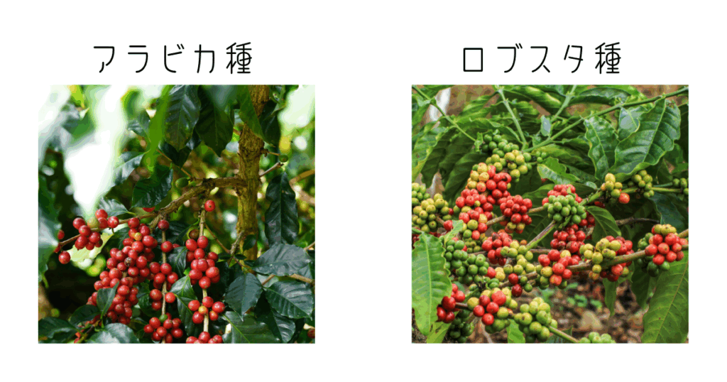アラビカ種とロブスタ種のコーヒーの葉・コーヒーチェリーの違い