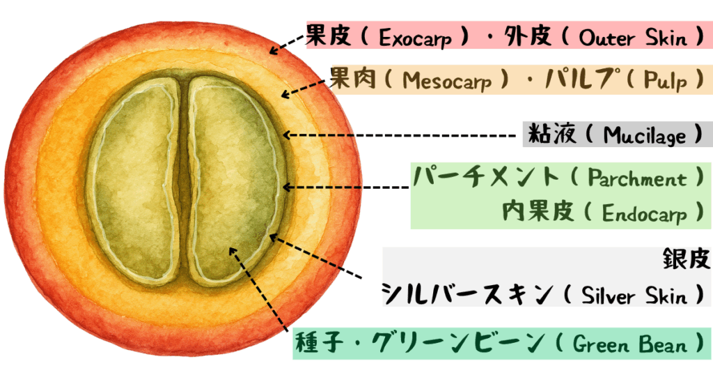 コーヒーチェリー断面構造の図解