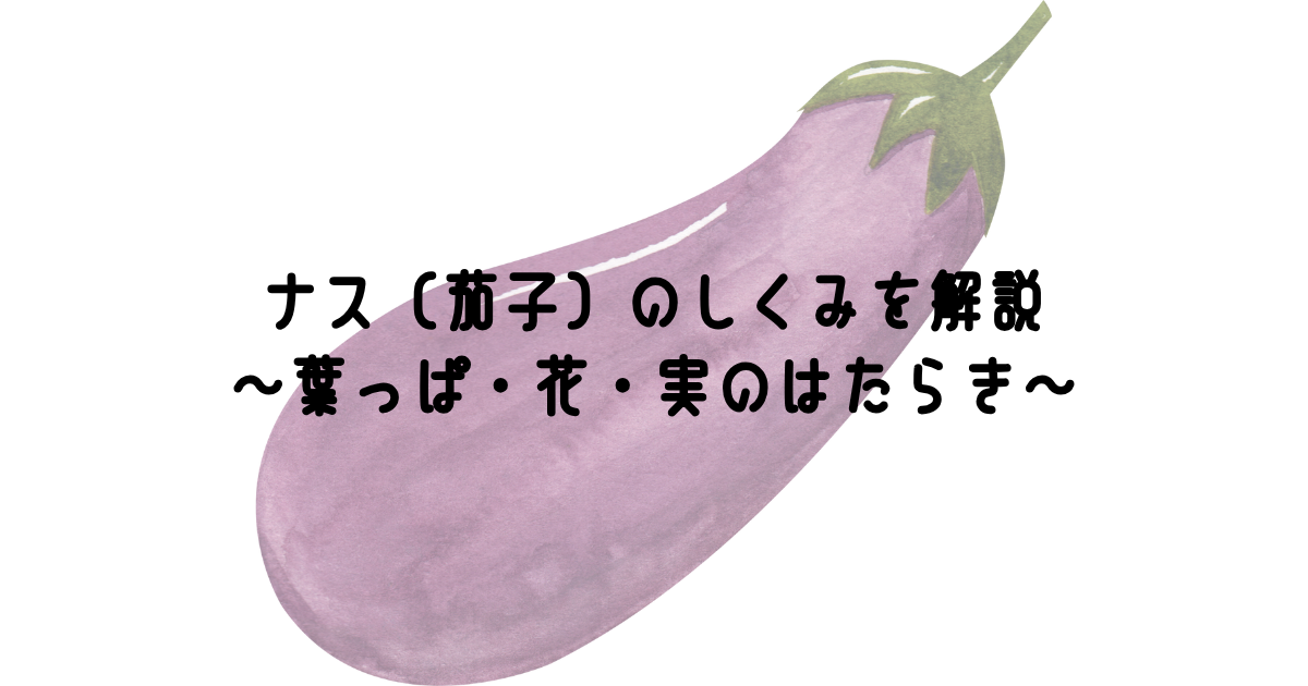ナス(茄子)のしくみを解説~葉っぱ・花・実のはたらき~