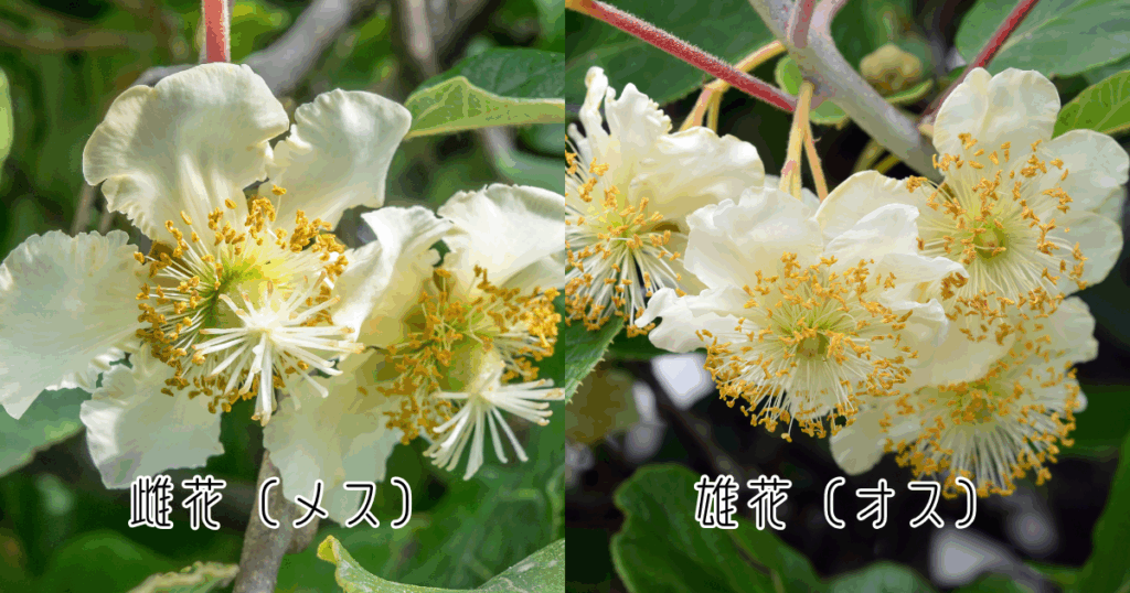 キウイの雌花（メス）・雄花（オス）