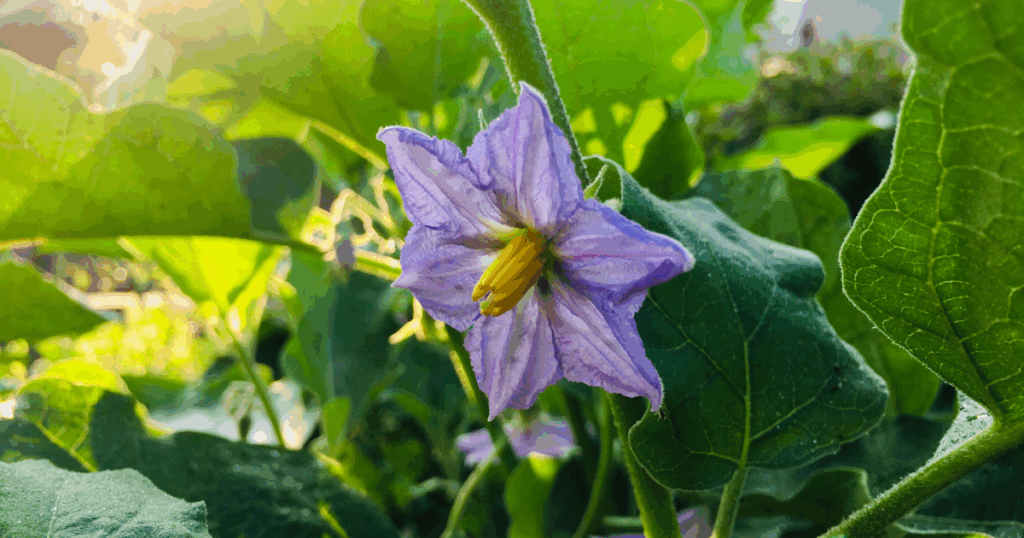 ナスの花