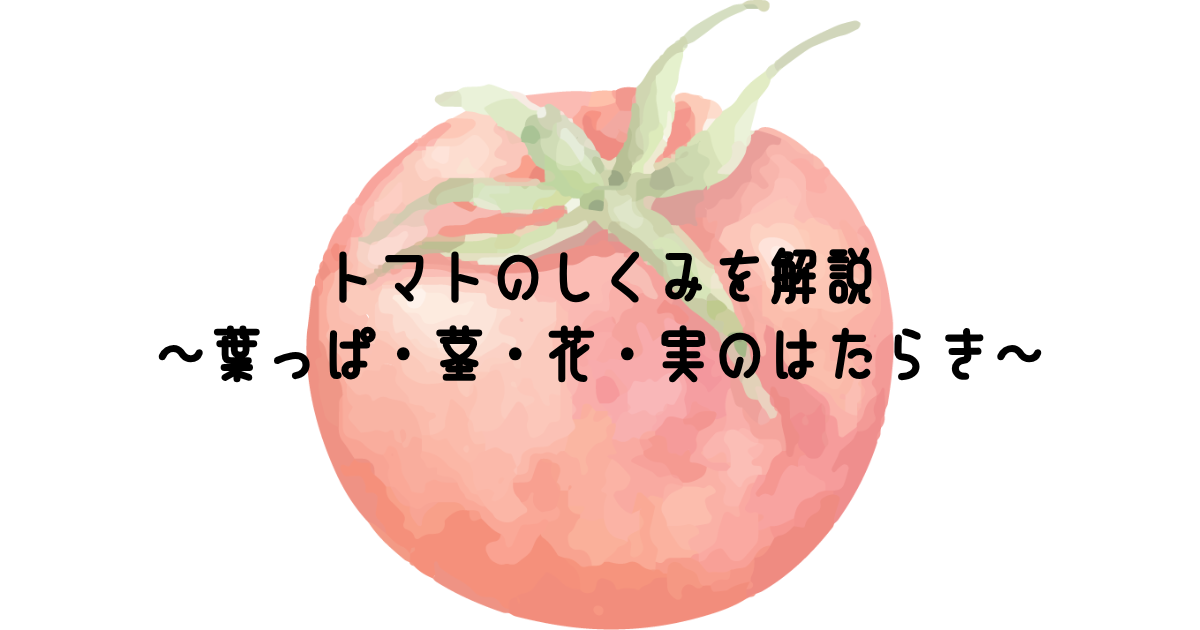 トマトのしくみを解説~葉っぱ・茎・花・実のはたらき~