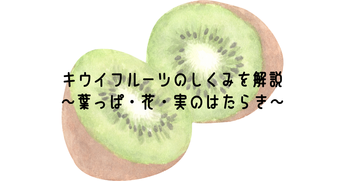 キウイフルーツのしくみを解説～葉っぱ・花・実のはたらき～