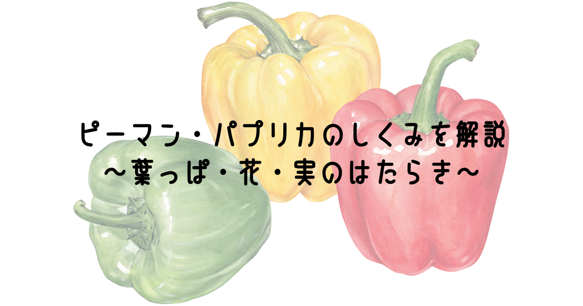 ピーマン・パプリカのしくみを解説～葉っぱ・花・実のはたらき～