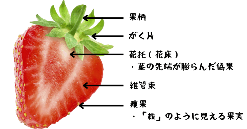 イチゴの実の詳細図解
