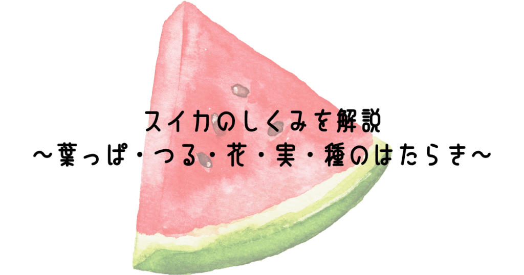 スイカのしくみを解説~葉っぱ・つる・花・実・種のはたらき~