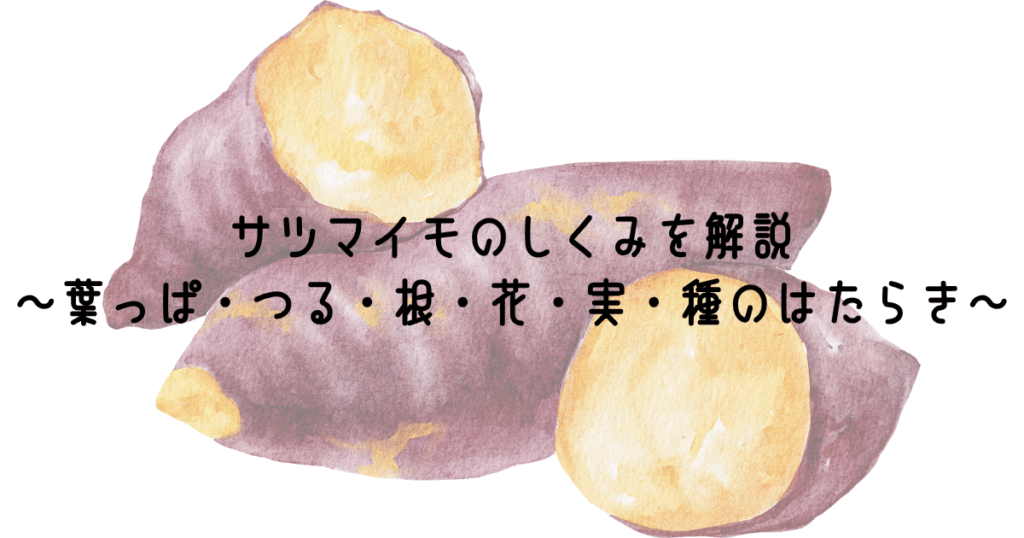 サツマイモのしくみを解説~葉っぱ・つる・根・花・実・種のはたらき~