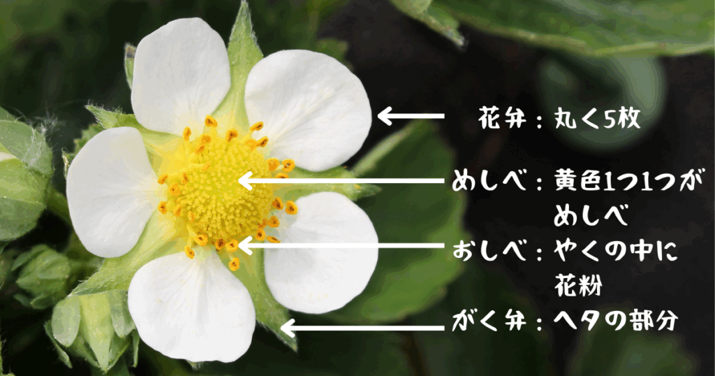 イチゴの花の詳細図解