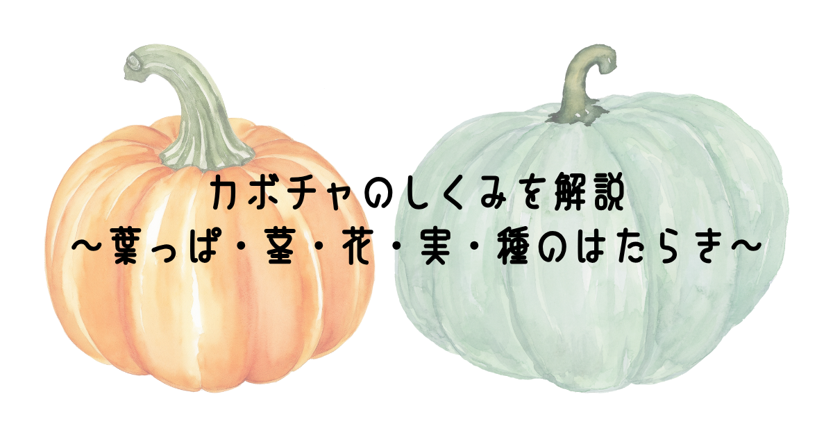 カボチャのしくみを解説～葉っぱ・茎・花・実・種のはたらき～