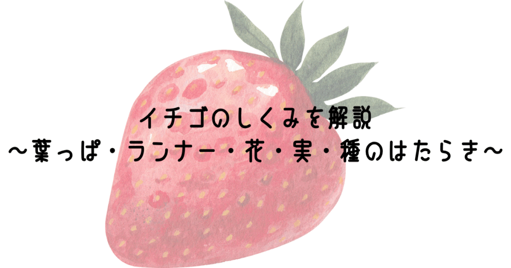 イチゴのしくみを解説~葉っぱ・ランナー・花・実・種のはたらき~