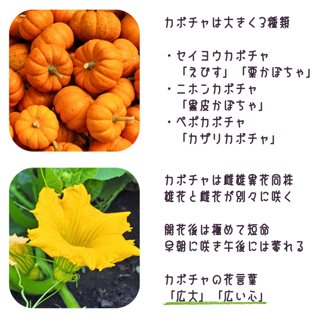 商品説明　カボチャの実と花について