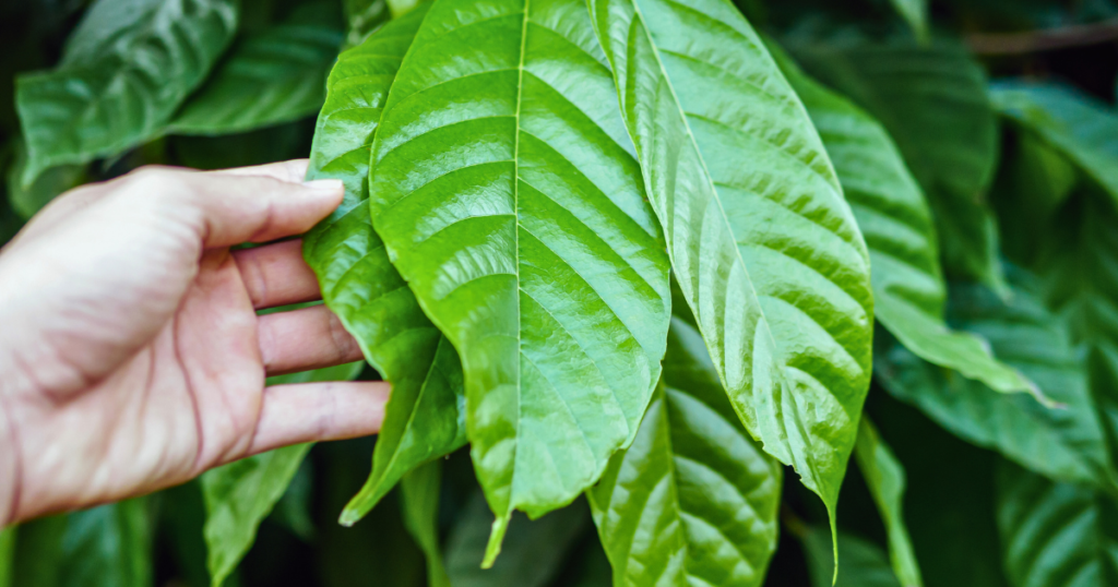 カカオの葉っぱ　「ドリップチップ」