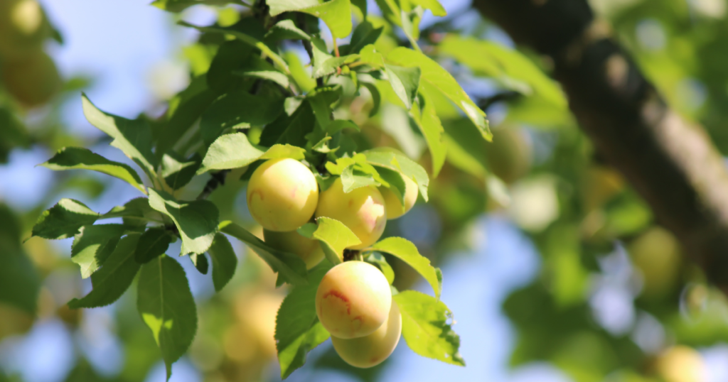 ウメ（梅）の葉っぱ