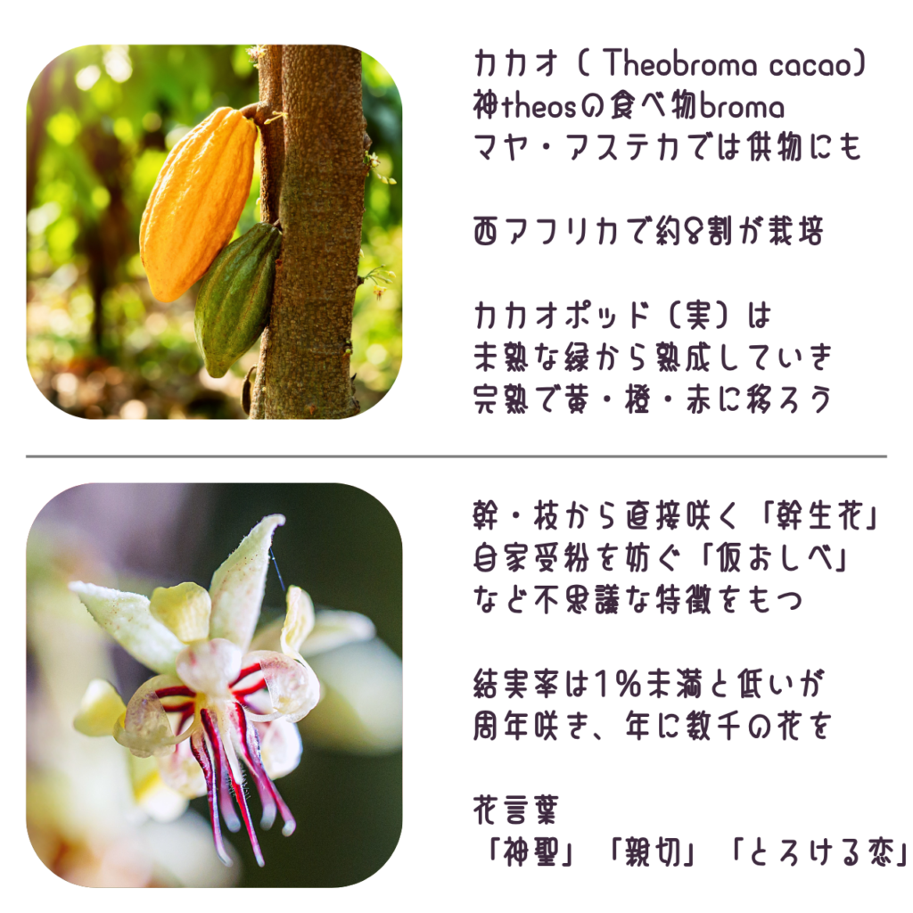 商品説明「カカオの実と花について」