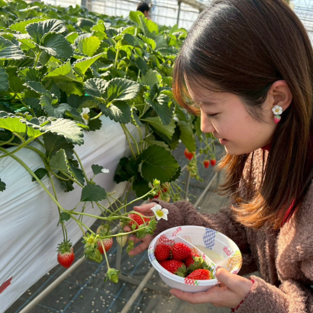 つまみ細工「イチゴ（美濃娘）の耳飾り」着画
