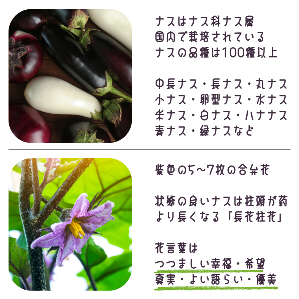 商品説明「千両ナスの実と花について」