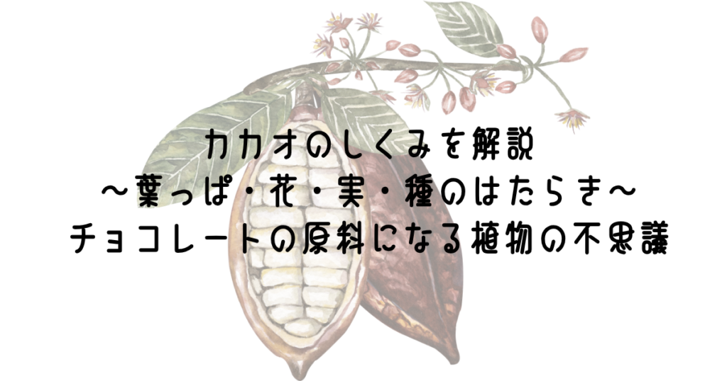 カカオのしくみを解説　～葉っぱ・花・実・種のはたらき～　チョコレートの原料になる植物の不思議