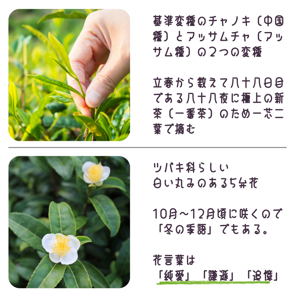 商品説明　お茶の葉と花について