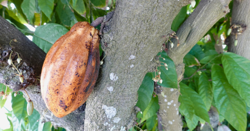 内藤記念くすり博物館のカカオ