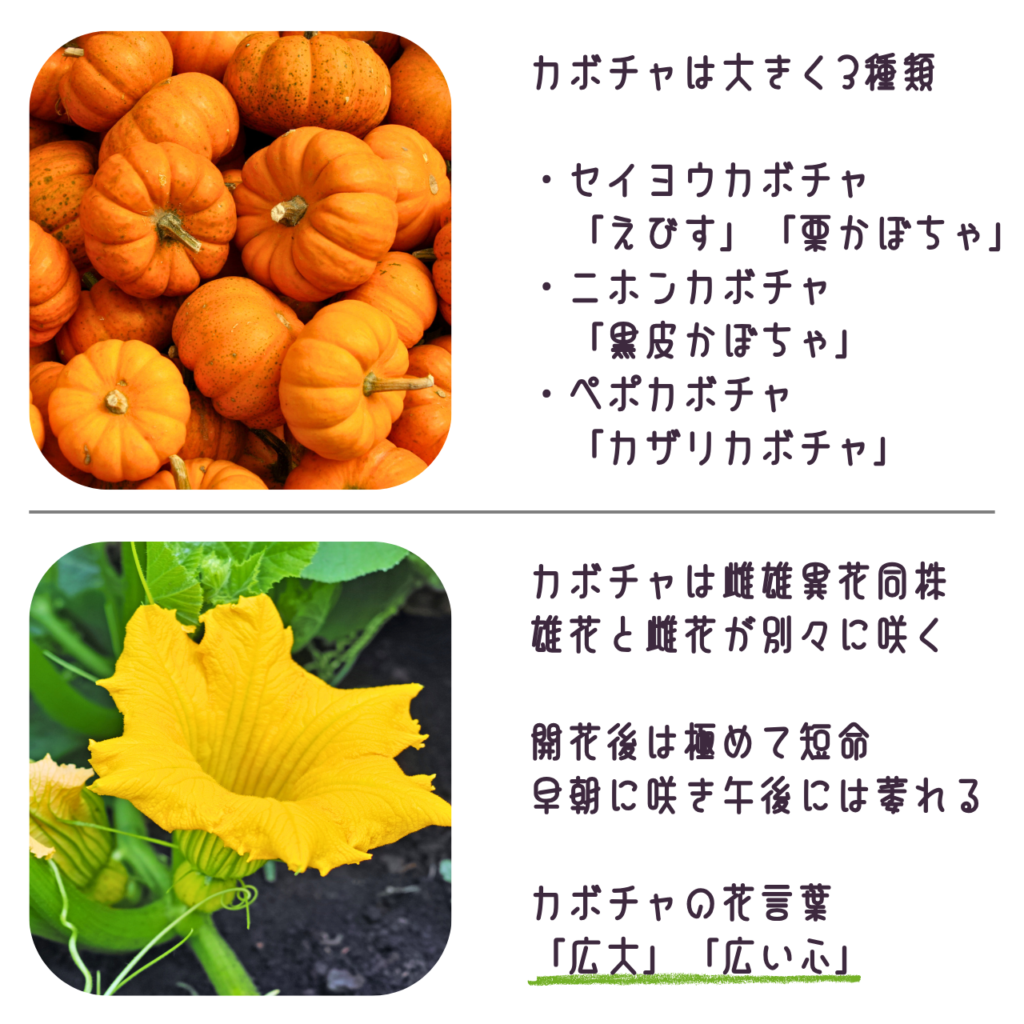 商品説明「カボチャの実と花について」