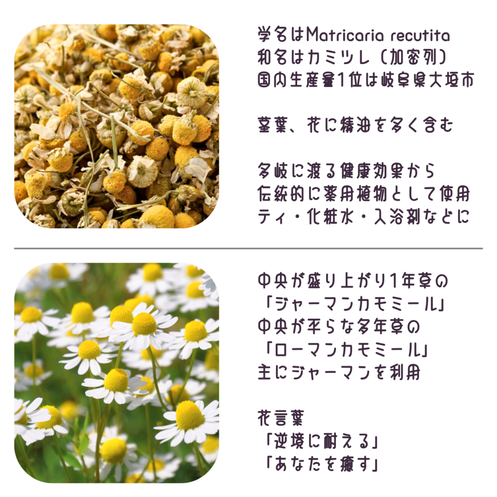 商品説明「カモミールの花と葉茎について」