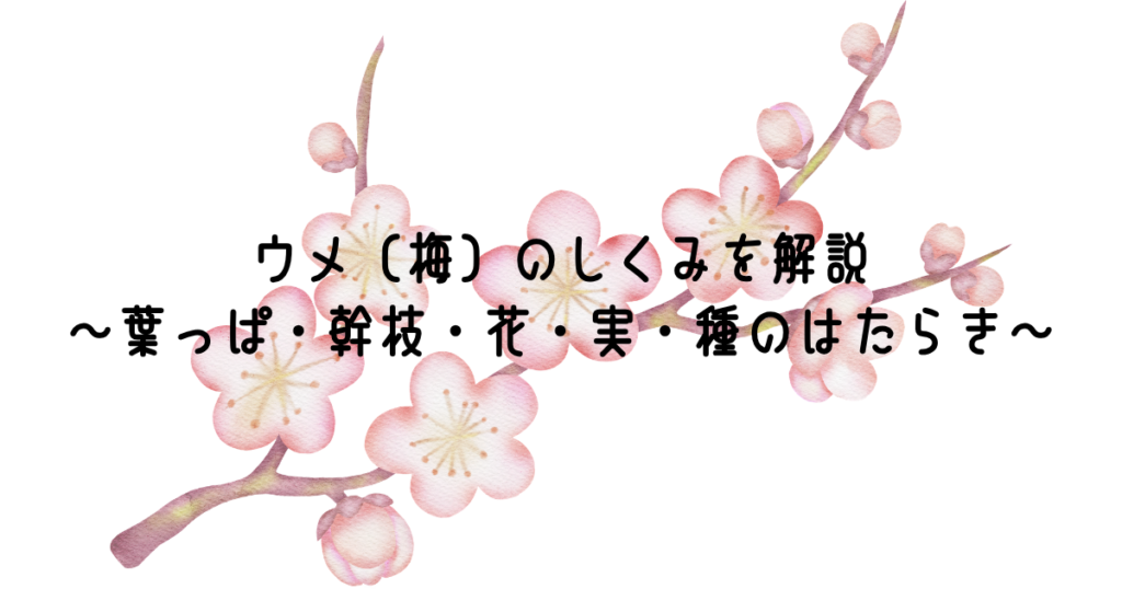 ウメ（梅）のしくみを解説～葉っぱ・幹枝・花・実・種のはたらき～