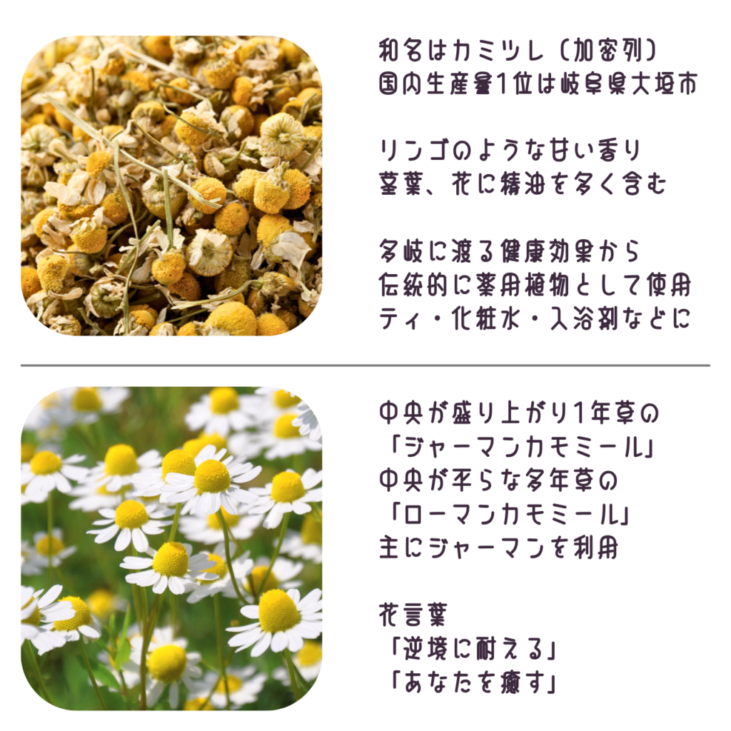 商品説明「カモミールの花について」