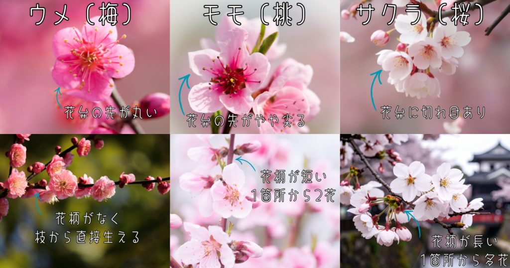 ウメ（梅）・モモ（桃）・サクラ（桜）の花を見分けるポイント
