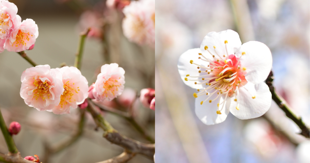 ウメ（梅）の花