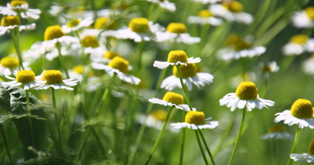 ジャーマンカモミール畑