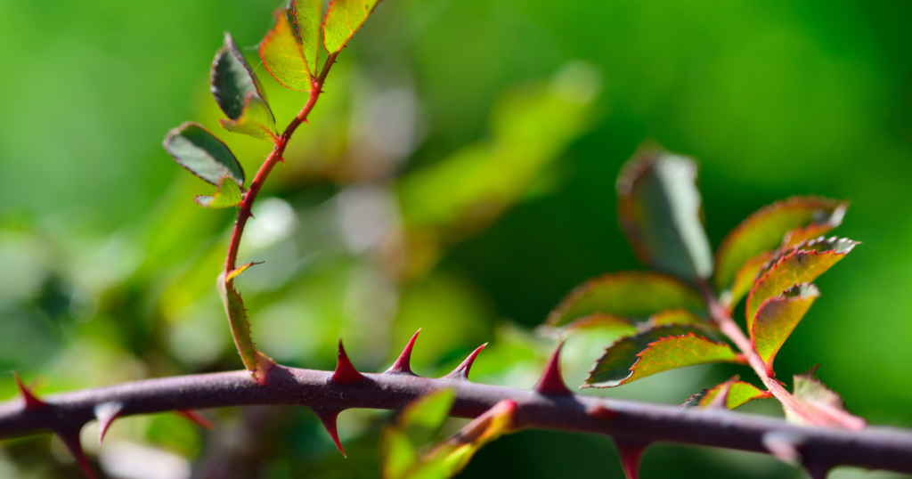 バラの葉っぱ・茎・トゲについて　～どんな薔薇にも棘がある～