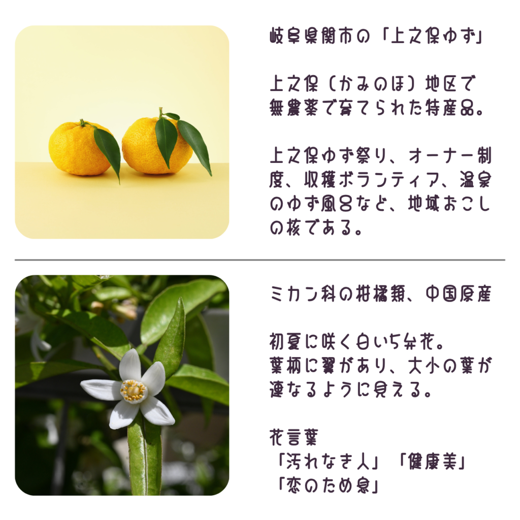 商品説明「上之保ゆずの実と花と葉について」