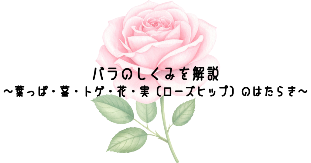 バラのしくみを解説　～葉っぱ・茎・トゲ・花・実（ローズヒップ）のはたらき～