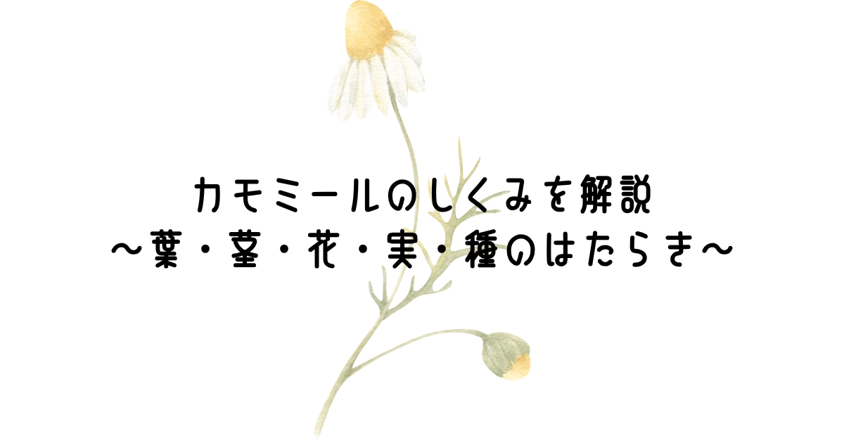 カモミールのしくみを解説 ～葉・茎・花・実・種のはたらき～