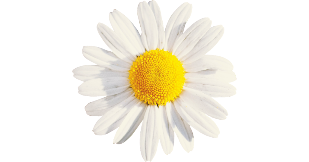 カモミールの花　「舌状花」＋「筒状花」