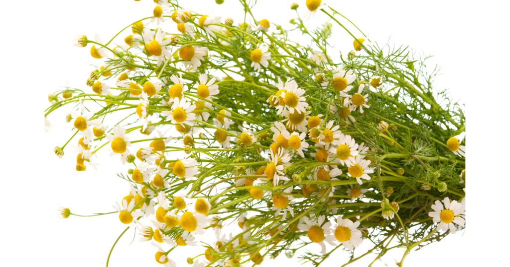 カモミールの葉・茎