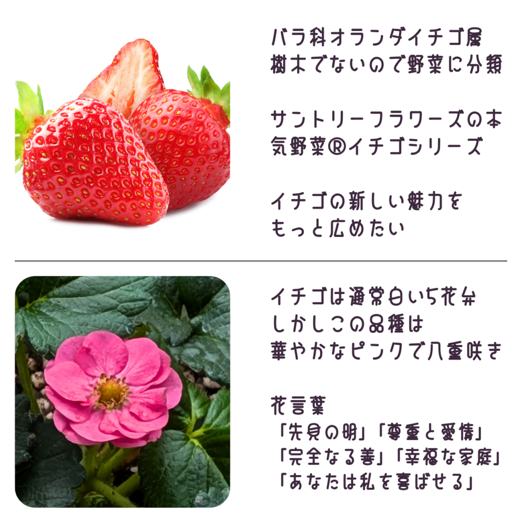 商品説明「ローズベリー®・ピンクの実と花について」