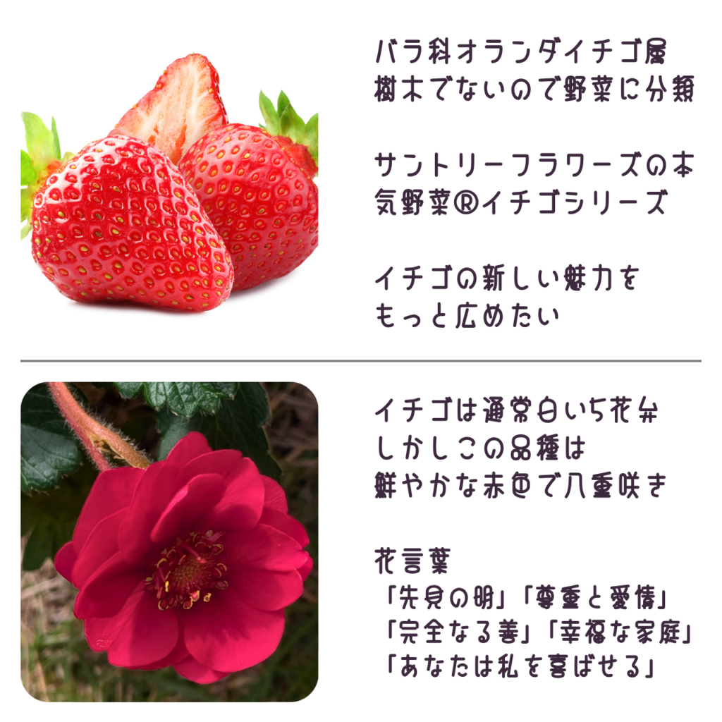 商品説明「ローズベリー®・レッドの実と花について」