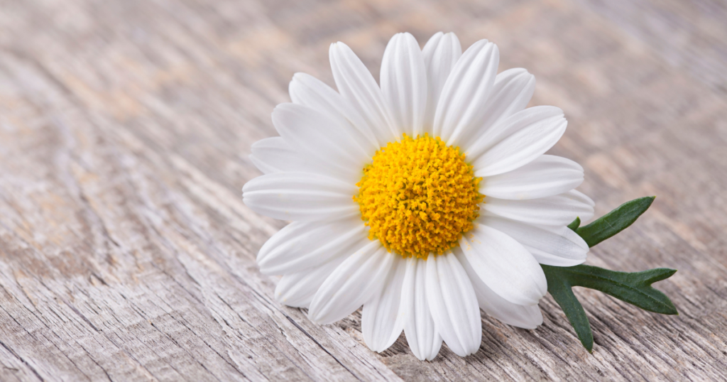 カモミールの花と葉茎