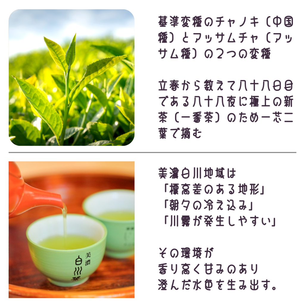 商品説明「美濃白川茶について」