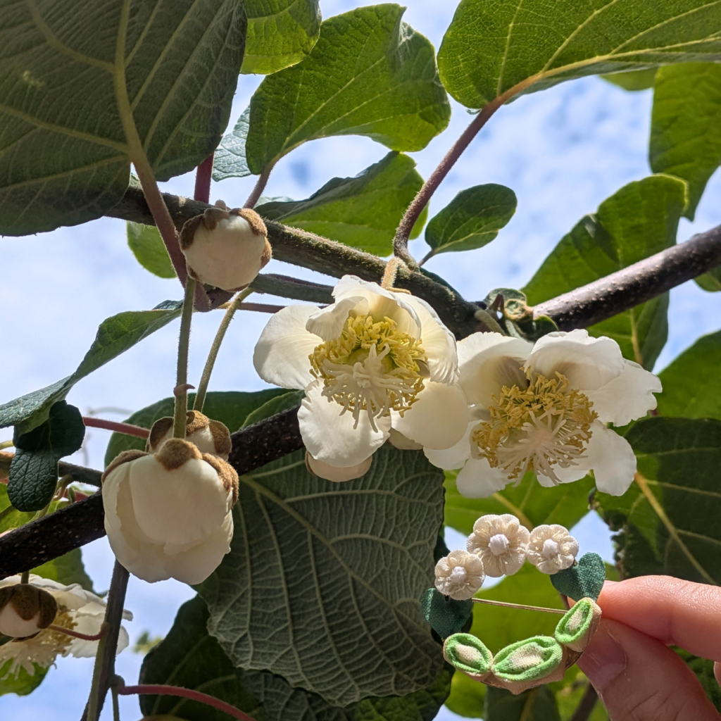 つまみ細工「ほらどキウイのブローチ」本物のキウイの花