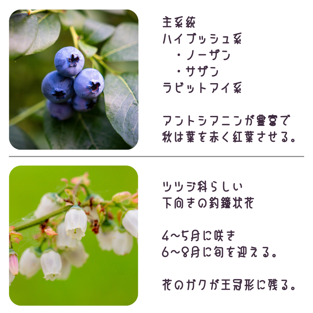 商品説明「ブルーベリーの実と花について」
