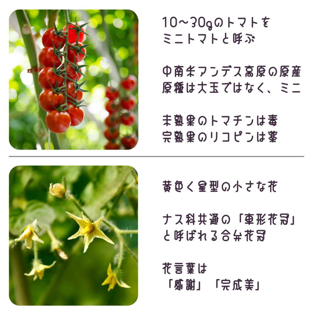 商品説明「トマトの実と花について」